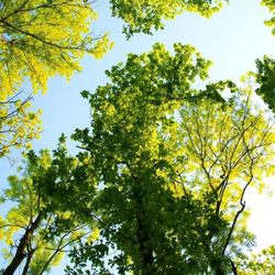 Mayday Tree Services - Photo