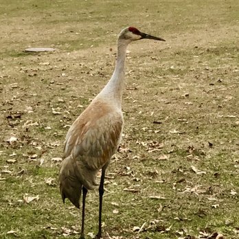 Pokagon State Park - Sandhill Crane - Parks Near Me - Angola, Indiana Pokagon State Park - Sandhill Crane - Parks Near Me - Angola, Indiana