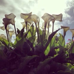 Rathmullan House Hotel - Beautiful calla lilies in full bloom