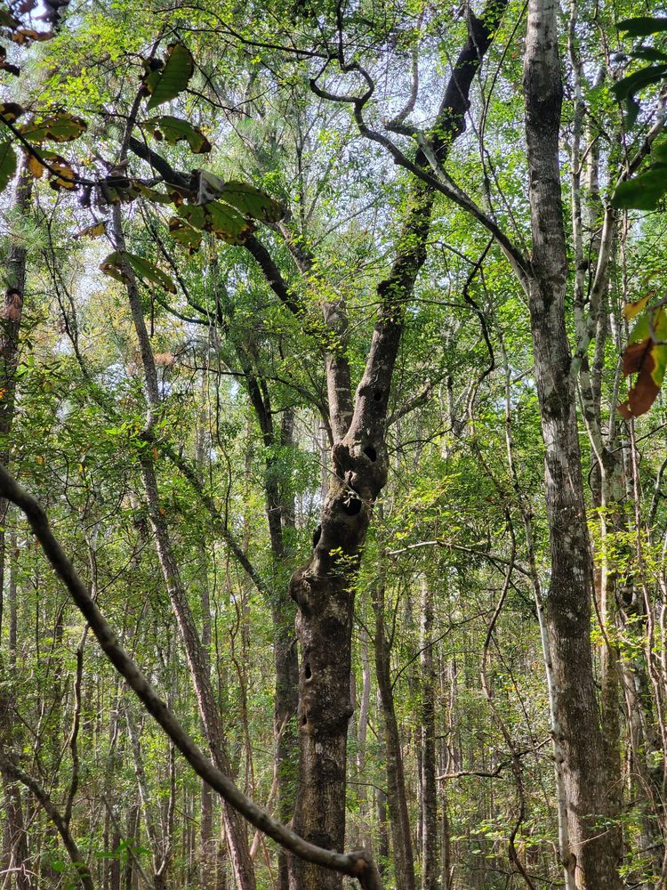 Blue Sky Preserve Trail Image