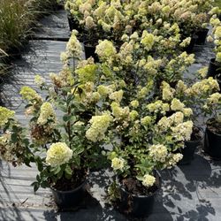 Bare Roots Nursery