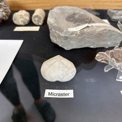 Phillip J. Currie Dinosaur Museum