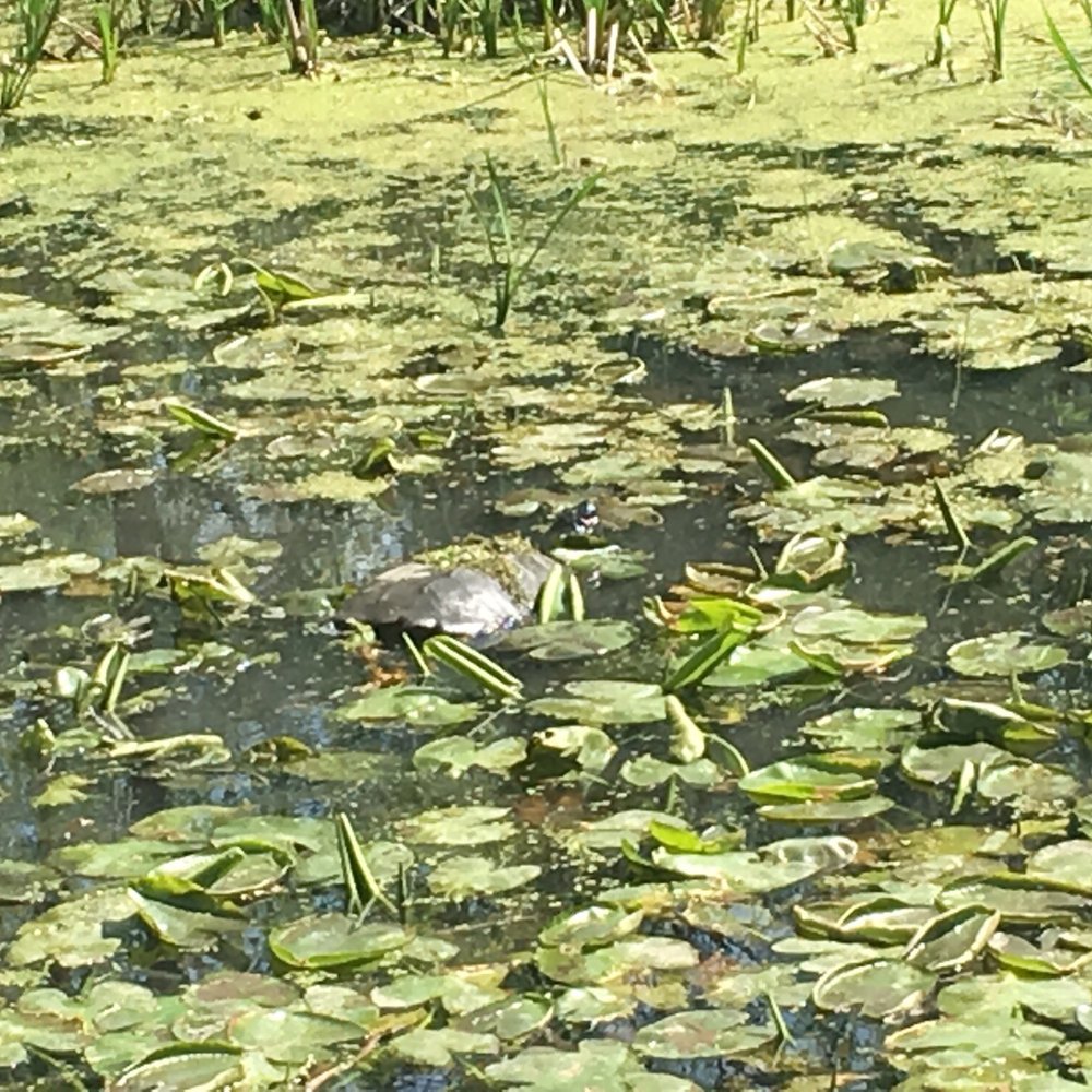 Matthaei Botanical Gardens - Big turtle in the lily pads - Botanical Gardens Near Me - Ann Arbor, Michigan Matthaei Botanical Gardens - Big turtle in the lily pads - Botanical Gardens Near Me - Ann Arbor, Michigan