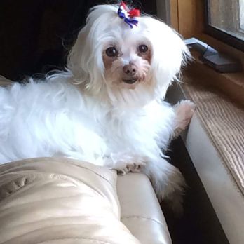 A Diamond in the Ruff - Little Miss Molly - Pet Groomers Near Me A Diamond in the Ruff - Little Miss Molly - Pet Groomers Near Me