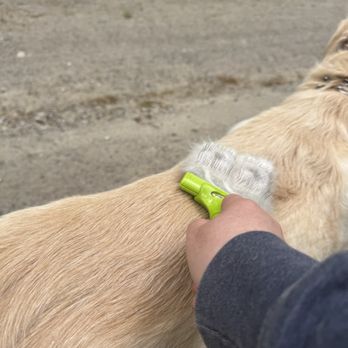 Pups n Pets - So handsome. A nice brush after a long dog walking service. Book now. Your dog will love you more for it. - Dog Walkers Near Me
