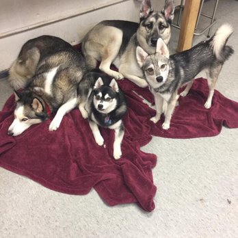 Tail Waggerz Pet Care - The caption TW used on their FB page was "Non-wolves need not apply." - Pet Sitting Near Me - Newton, Massachusetts