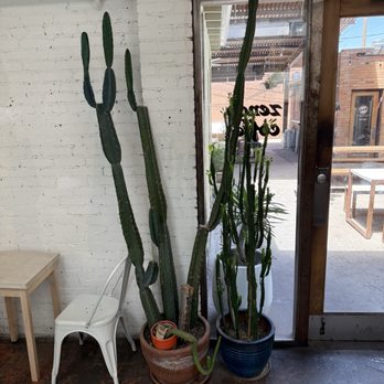 Zendo Coffee - Coffee & Tea Near Me - Albuquerque, New Mexico