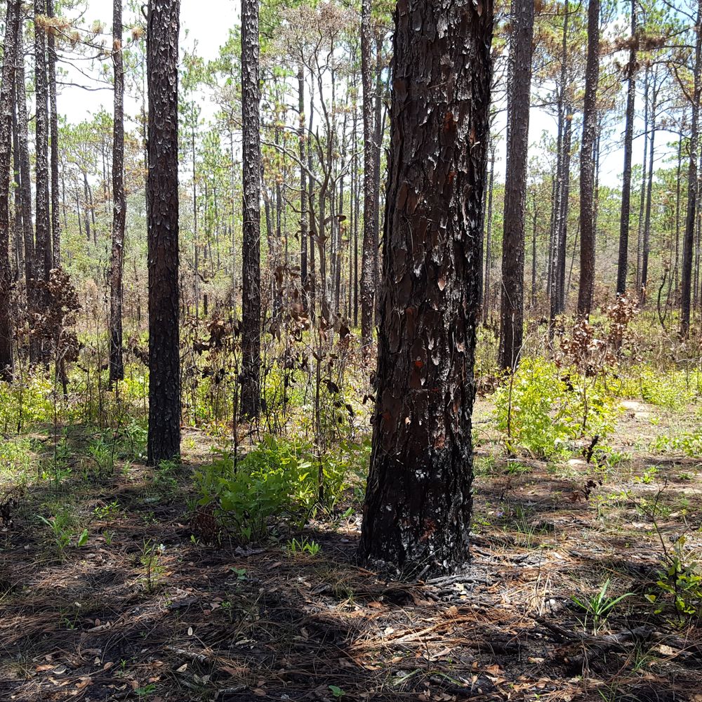 Croom - Campgrounds Near Me - Brooksville, Florida Croom - Campgrounds Near Me - Brooksville, Florida