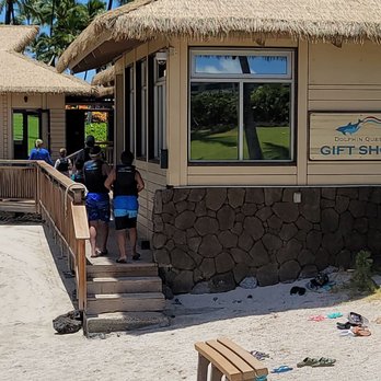 Dolphin Quest - Dolphin quest experience on 8/11/21 - Tours Near Me - Waikoloa, Hawaii