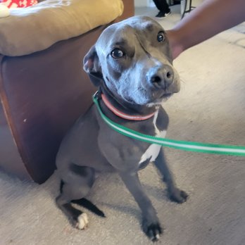 Jacksonville Humane Society - Reya now known as Champagne - Animal Shelters Near Me - Jacksonville, Florida Jacksonville Humane Society - Reya now known as Champagne - Animal Shelters Near Me - Jacksonville, Florida