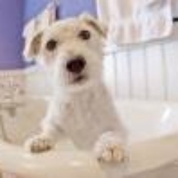K-9 Bath & Body - K-9 Bath & Body - Pet Groomers Near Me - Nesquehoning, Pennsylvania K-9 Bath & Body - K-9 Bath & Body - Pet Groomers Near Me - Nesquehoning, Pennsylvania
