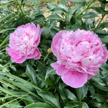 Holcomb Gardens - Peonies - Parks Near Me - Indianapolis, Indiana Holcomb Gardens - Peonies - Parks Near Me - Indianapolis, Indiana