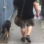 For City Dogs