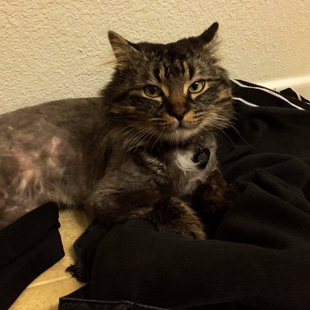 A Cat Hospital - Handsome - Veterinarians Near Me - Henderson, Nevada A Cat Hospital - Handsome - Veterinarians Near Me - Henderson, Nevada