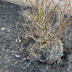 Timothy's Center for Gardening - Dead shrub