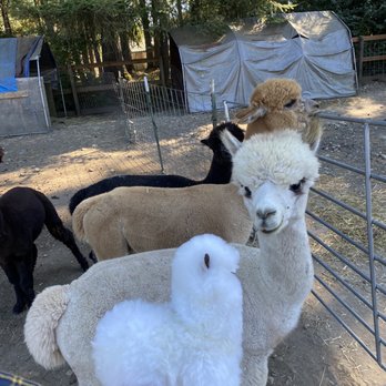 Cascade Rose Alpacas - Petting Zoos Near Me - Carnation, Washington