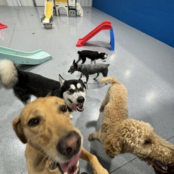 Waggers - Pet Groomers Near Me - Fayetteville, Arkansas Waggers - Pet Groomers Near Me - Fayetteville, Arkansas