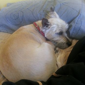 All About Restful Pets - Pet Hospice Near Me All About Restful Pets - Pet Hospice Near Me