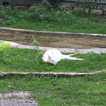 Amstelpark - Albino Walaby - Parks Near Me - Amsterdam, New Hampshire