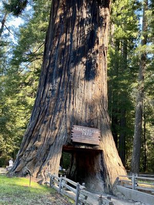Drive-Thru Tree Park Leggett by null