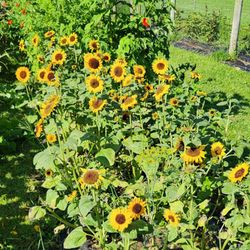 Withy Hollow Flower Farm
