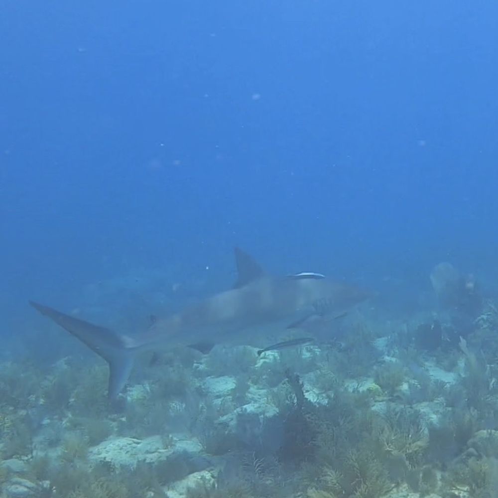 Rainbow Reef Dive Center - Reef shark cruising at The Aquarium - Scuba Diving Near Me - Key Largo, Florida