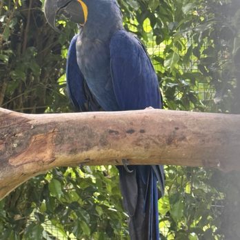 Pana'ewa Rainforest Zoo & Gardens - Hyacinth macaw - Zoos Near Me - Hilo, Hawaii