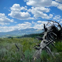 Gold Run Trail