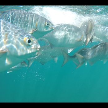 Capt Andy's - Boat Tours Near Me - Ele'ele, Hawaii
