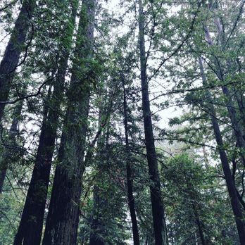 Lake Lagunitas - Lovely trees and fresh air! - Hiking Near Me - Fairfax, California