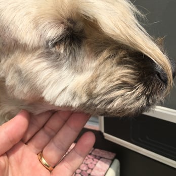 My Love Fur Paws - Zsa Zsa Groomer Butcher Cut from My Love Fur Paws Care Groomer was Paisley - Pet Training Near Me - Austin, Texas My Love Fur Paws - Zsa Zsa Groomer Butcher Cut from My Love Fur Paws Care Groomer was Paisley - Pet Training Near Me - Austin, Texas