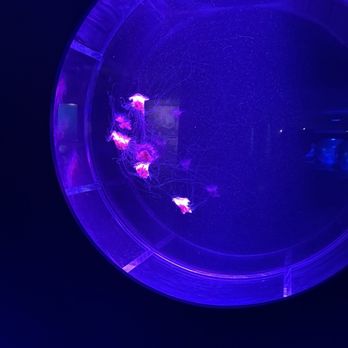 Jellyfish Museum - Museums Near Me - Pompano Beach, Florida Jellyfish Museum - Museums Near Me - Pompano Beach, Florida