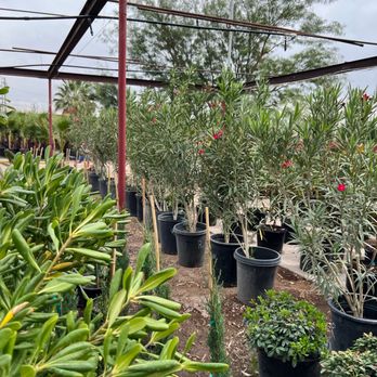 Eastside Discount Nursery - Nurseries & Gardening Near Me - El Paso, Texas