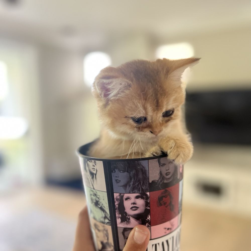 THE BEST 10 Cat Rescue in Vacaville, CA - Updated 2026 - Quality &  Affordability - Yelp