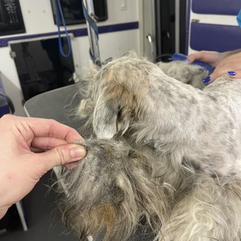 Blue Bubbles Spa - Pet Groomers Near Me - Houston, Texas