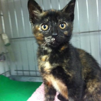 Island Cat Resources & Adoption - Just adopted this baby girl from ICRA this weekend!! So happy. - Animal Shelters Near Me