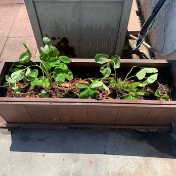 Sunflower Farms - Strawberry plant - Nurseries & Gardening Near Me - Torrance, California Sunflower Farms - Strawberry plant - Nurseries & Gardening Near Me - Torrance, California
