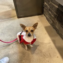 City of San Antonio Animal Care Services - First time getting his pup cup!