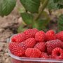 Photo of Cairnie Fruit Farm