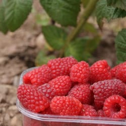 Cairnie Fruit Farm - Giant raspberries.