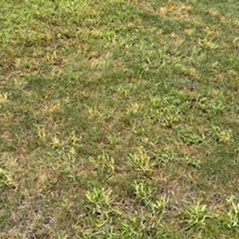Hofherr's Landscaping - example of a lawn full of weeds - Landscape Architects or Designers Near Me Hofherr's Landscaping - example of a lawn full of weeds - Landscape Architects or Designers Near Me