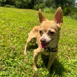 Town & Country Veterinary Hospital - Maximus 4 pounds chihuahua 9 years old   8/11/2016 - 12/15/2025
