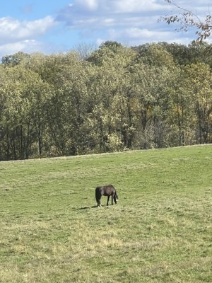 Zephaniah Farm Vineyard by null