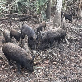 Cajun Pride Swamp Tours - Tours Near Me - La Place, Louisiana