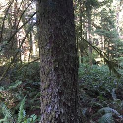 Pacific Rainforest Adventure Tours