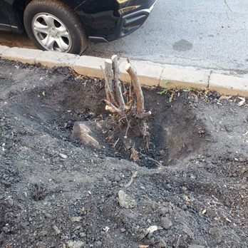 Windy City Tree Service - Shrub stump with roots for days - Tree Services Near Me - Morton Grove, Illinois