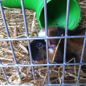 Hackney City Farm - Figure 5 - Zoos Near Me - London, XGL