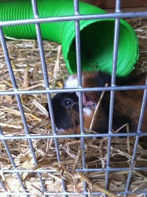 Hackney City Farm by null