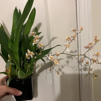 Kawamoto Orchid Nursery - Nurseries & Gardening Near Me - Honolulu, Hawaii