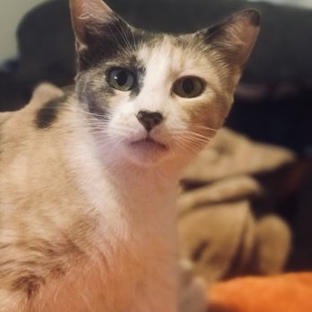 Felines & Canines - Animal Shelters Near Me - Chicago, Illinois